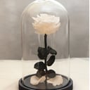 Роза в колбе Медиум Белая