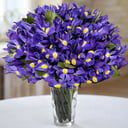 Букет из 51 ириса