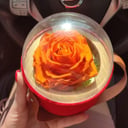 Оранжевая роза стабилизированная