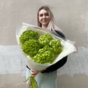 Букет «Гортензия зеленая 5 штук Колумбия»