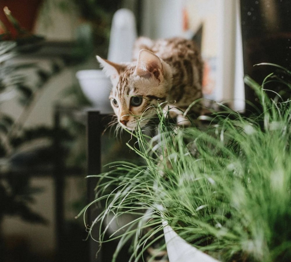 Cat beside pet-safe houseplants