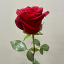 Букет «Розы "Кармен"»