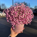 Шляпная коробка с цветами «Нежная коробочка с розовой гипсофилой»