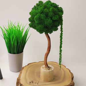 Дерево бонсай