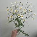 Композиция «Танацетум» из ромашек