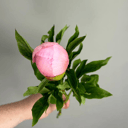 Пион розовый Салмон 1