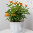 Большая рыжая цветущая роза в кашпо