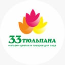 33 тюльпана