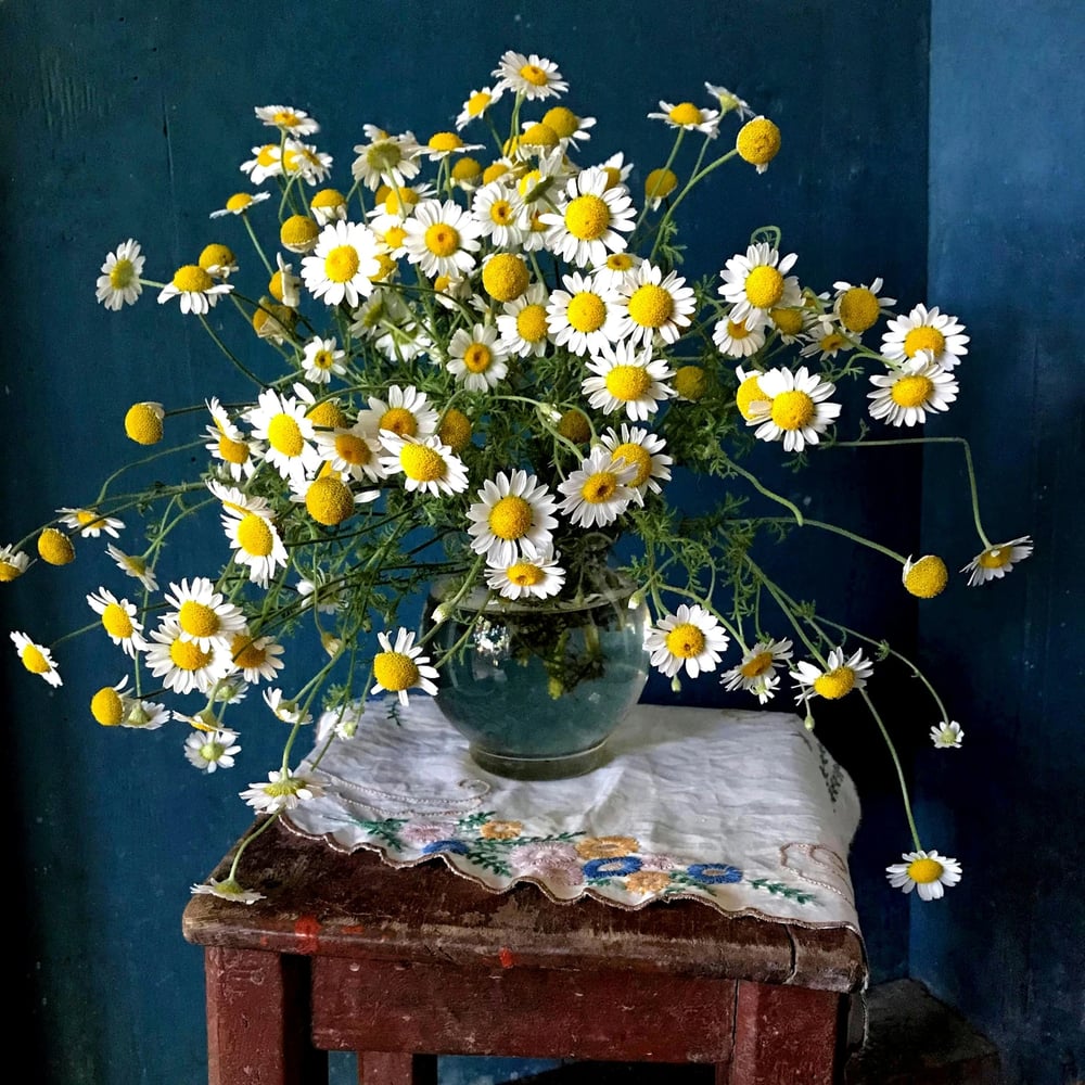 Chamomile bouquet delivery