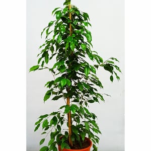 Фикус Экзотика