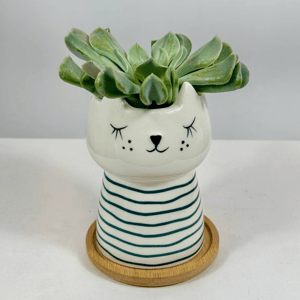 Котик с суккулентом
