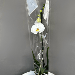 Орхидея Фелинопсис белая