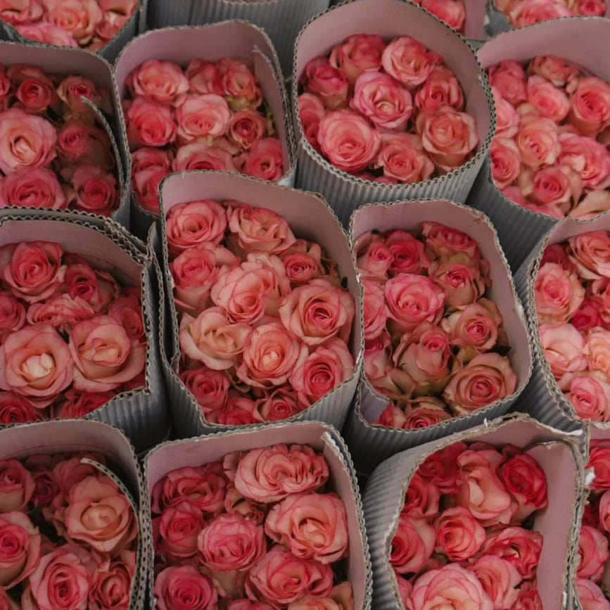 Rosen im Versandkarton