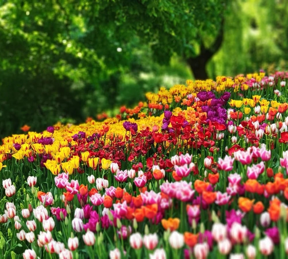 Spring flowers in a garden bed