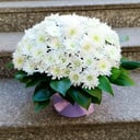 Шляпная коробка с кустовой хризантемой