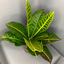 Кротон Петра