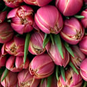 Тюльпан Columbus