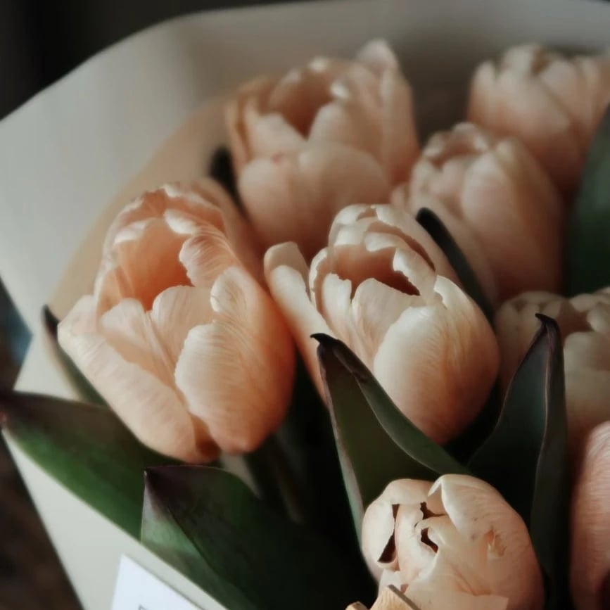Tulips flowers