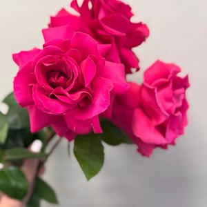 Букет из 3 французских роз