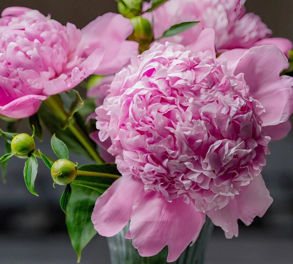 Pink peonies in full bloom