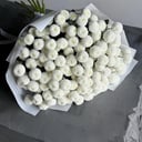 Хризантема Ньютон