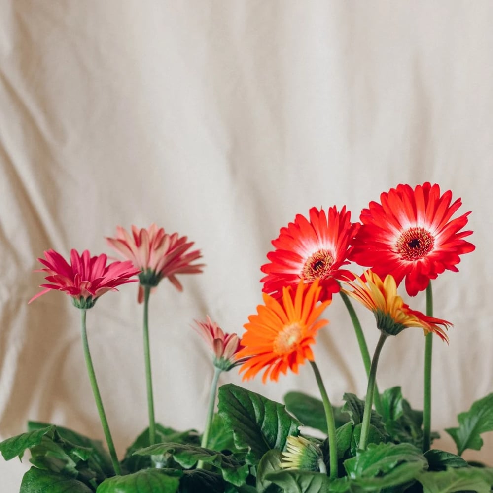 Gerberas flowers