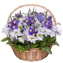 Корзина с цветами «Свежесть утра» из ирисов и хризантем