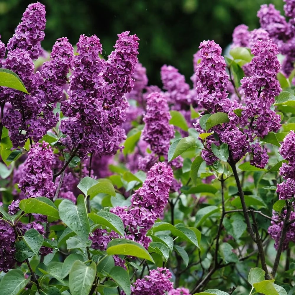 Mature lilac bush growing in a garden