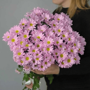Букет из 9 хризантемы кустовой ромашка