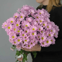 Букет из 9 хризантемы кустовой ромашка