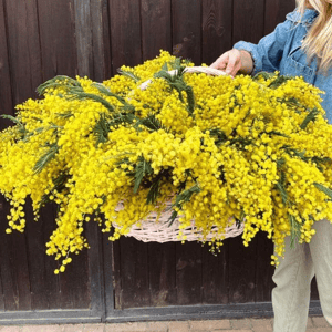 Мимоза в корзине