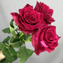 Букет «3 розы Ред Пантера»
