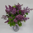 Букет «Сирень»