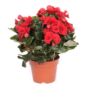 Бегония Элатиор Баладин