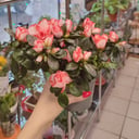 Азалия бело-розовая