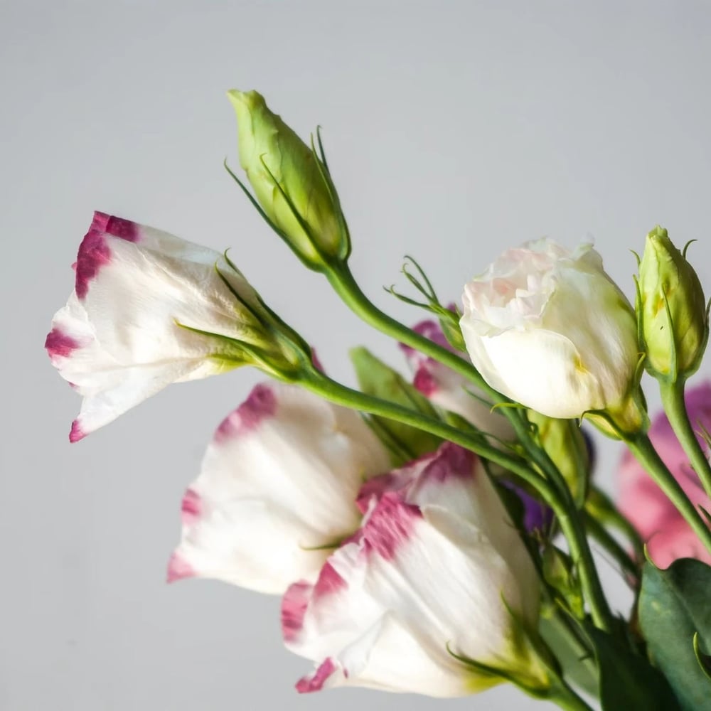 Lisianthuses flowers