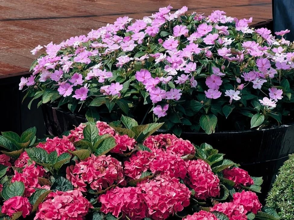 Container garden with summer blooms