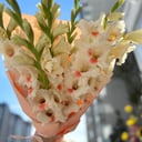 Букет «7 светлых гладиолусов в оформлении»