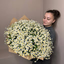 Букет кустовых ромашек 75шт из ромашек