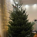 Пихта Фразера - Ёлка