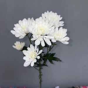 Хризантема кустовая Алтай