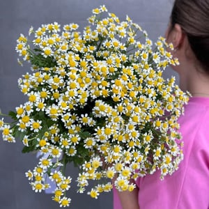 Букет «Ромашковое послание»