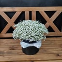 Шляпная коробка с белой гипсофилой