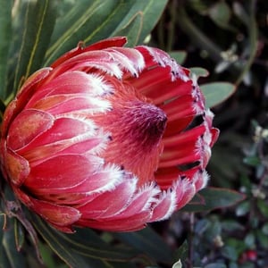 Flora K