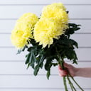 Букет из 5 хризантем