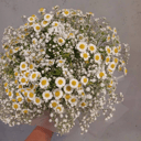 Букет из гипсофилы и ромашек