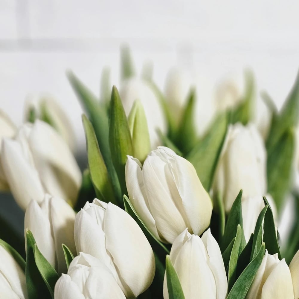 Fresh tulip arrangement