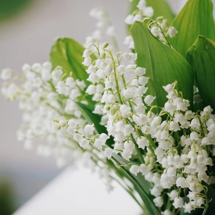 Brin de muguet du 1er mai