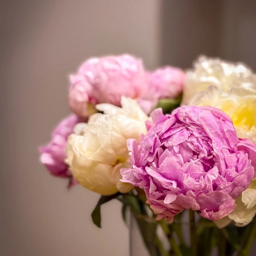 Peony bouquet arranged in a vase
