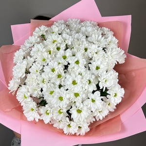 Огромный букет ромашковых хризантем